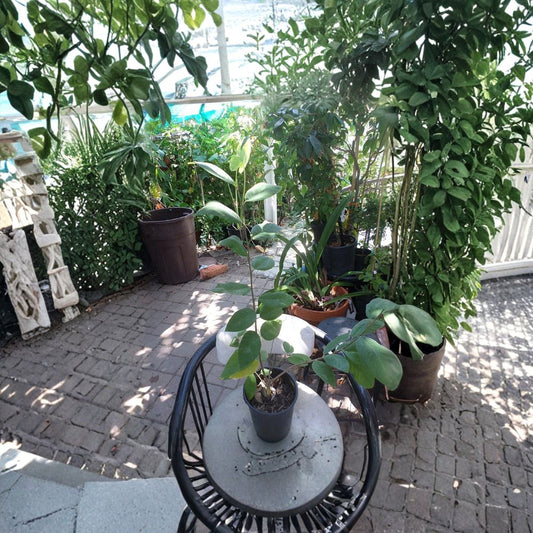 Cherimoya ‘Fino de Jete’ – Annona cherimola Grafted Tree | 3 Feet Tall | Includes 3 Gallon Nursery Pot  Premium Spanish Cultivar | Creamy Fragrant Fruit | Exotic Subtropical Tree