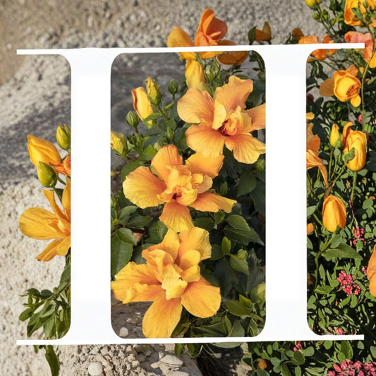 Hibiscus ‘Crown of Bohemia’ – Hibiscus rosa-sinensis Live Flowering Plant | 1 Foot Tall | Shipped in 1 Gallon Pot  Exotic Tropical Blooms | Bold Garden Color | Easy to Grow