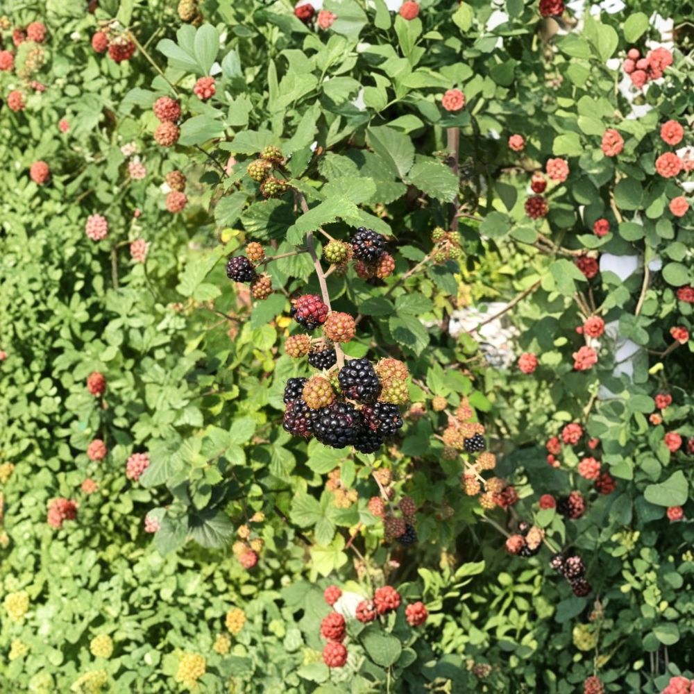 Von Thornless Blackberry Plants – Set of 2 Live Starter Plants | 4–6 Inches Tall | Sweet Black Fruit Variety | Soil Root Balls No Pot | Backyard Berry Garden