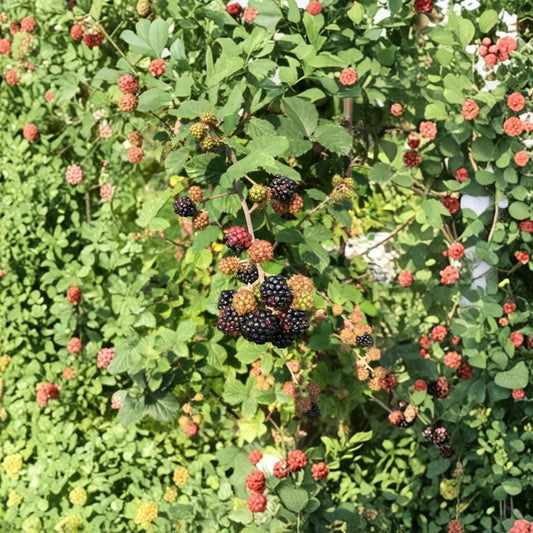 Von Thornless Blackberry Plants – Set of 2 Live Starter Plants | 4–6 Inches Tall | Sweet Black Fruit Variety | Soil Root Balls No Pot | Backyard Berry Garden