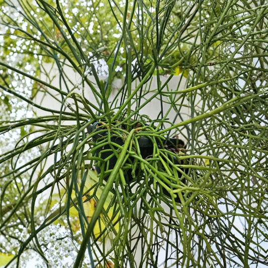 Rhipsalis Baccifera Rhodocarpa – 4 Clumping Cuttings | White Flower Orange Fruit Jungle Cactus | Rare Trailing Houseplant