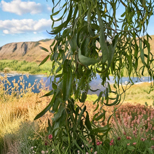 Corkscrew Willow Cuttings – Salix matsudana ‘Tortuosa’ Live Cuttings | Set of 10 | Twisted Weeping Willow Branches | Fast Growing Ornamental Tree
