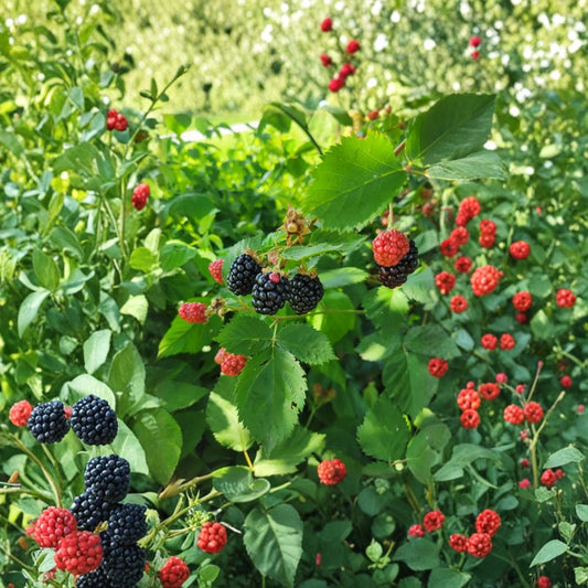 Triple Crown Thornless Blackberry Plant – Rubus fruticosus Live Bare Root | High Yield Berry Bush | Sweet Summer Harvest | Easy Backyard Fruit Plant
