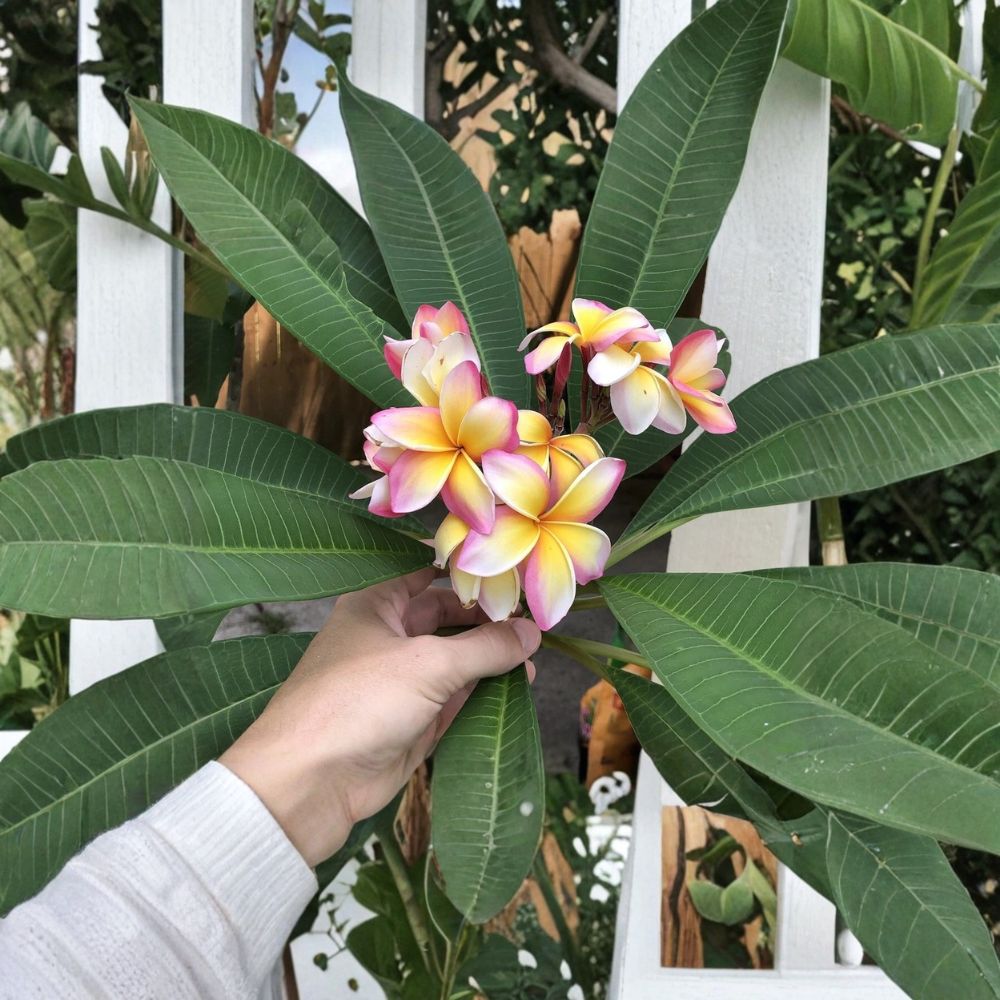 Tricolor Plumeria Cutting – 8–12 Inch Rainbow Frangipani | White Pink Yellow Tropical Flower Plant