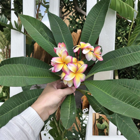 Tricolor Plumeria Cutting – 8–12 Inch Rainbow Frangipani | White Pink Yellow Tropical Flower Plant