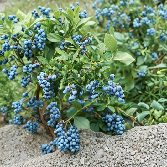 Misty Blueberry – Vaccinium ‘Misty’ Live Blueberry Bush | 1 Foot Tall | Shipped in 6 Inch Pot  Southern Highbush Variety | Sweet Juicy Berries | Patio & Garden Friendly