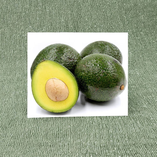Reed Avocado Tree – Persea americana Grafted Live Tree | 2–3 Feet Tall | Ships in 3 Gallon Pot  Large Round Fruit | Creamy Texture | Summer Harvest Variety