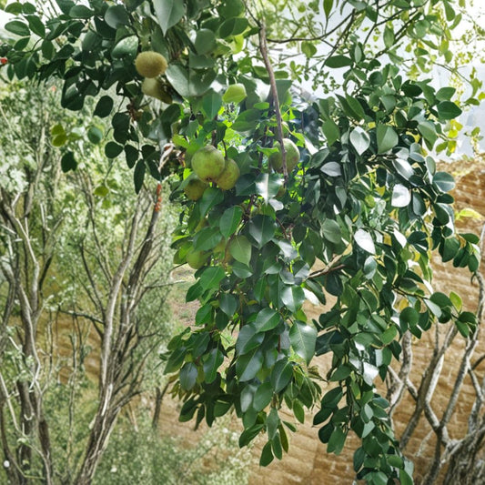 Bartlett Pear Scion Cuttings – Pyrus communis 10 Fresh Cuttings | For Grafting or Rooting | Dormant Wood  Fruit Tree Propagation | Heirloom Pear Variety | Orchard Ready
