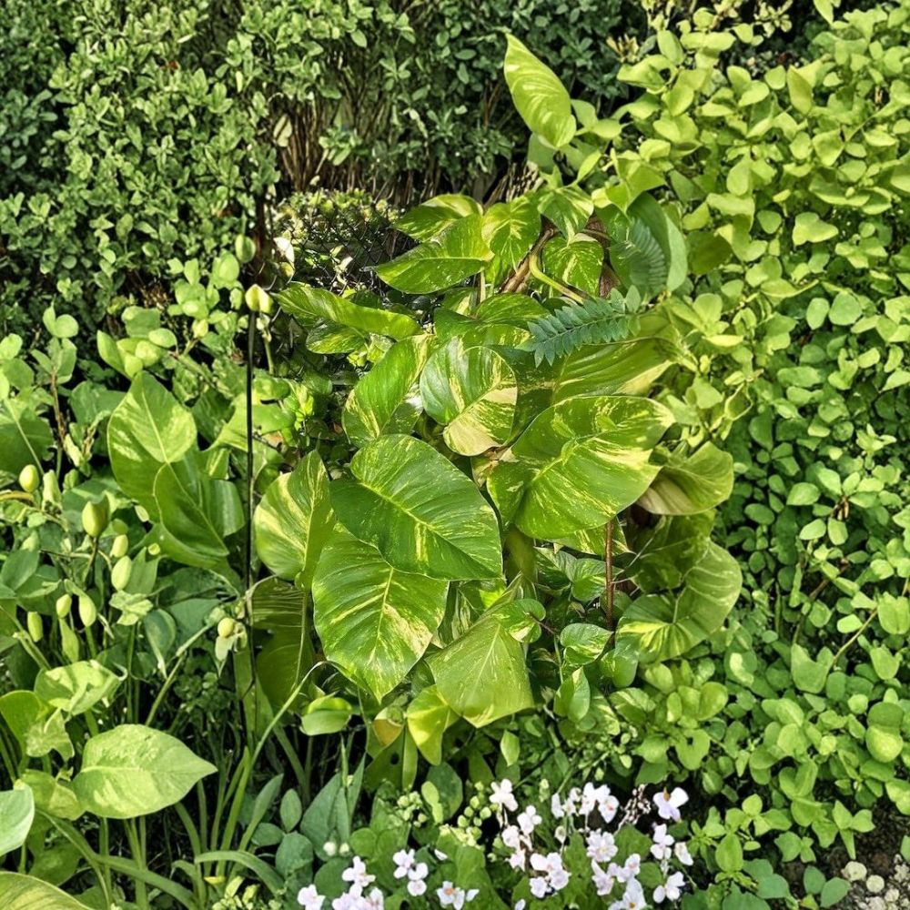 Variegated Golden Queen Pothos Cuttings – Epipremnum aureum Live Unrooted | Set of 6 | Giant Variegated Leaves | Easy Indoor Plant
