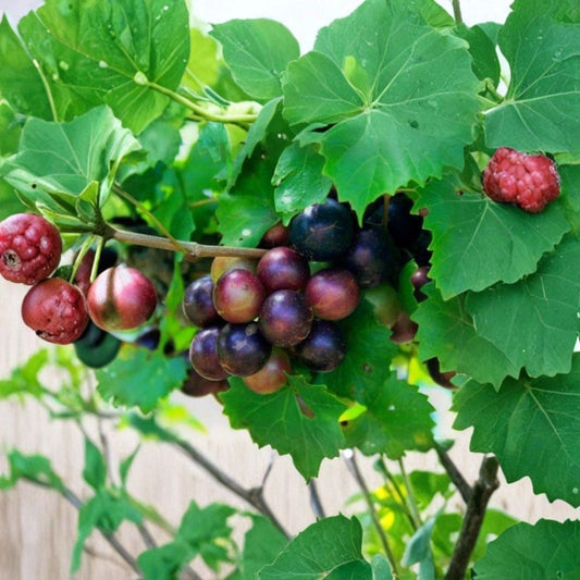 Muscadine Grape Cuttings Set of 10 | Male & Female Vitis Rotundifolia Vines | Southern Native Fruit Plant | Edible Vineyard Starter | No Pot
