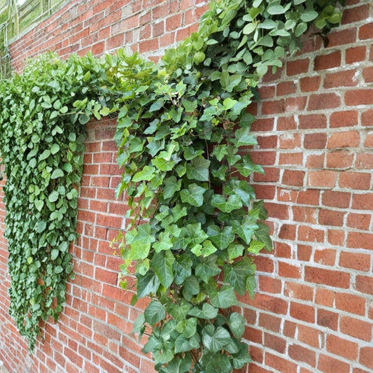English Ivy Cuttings – 10 Organic Hedera Helix Vines 6–7 Inch | Fast Growing Climbing Plant | Evergreen Ground Cover | Easy Propagation