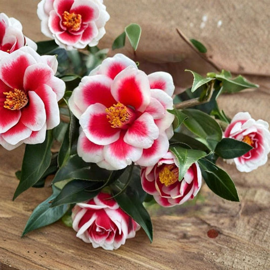 Camellia Japonica ‘Tama Peacock’ – Camellia japonica Live Evergreen Shrub | 1–2 Feet Tall | Shipped in 1 Gallon Pot  Maroon Red Blooms | White Edged Petals | Elegant Winter to Spring Flowering