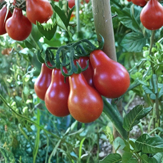Red Pear Tomato – Heirloom Variety 50 Seeds | Non-GMO | Indeterminate Vine  Sweet Cherry Tomato | Rare Heirloom | High Yield Plant