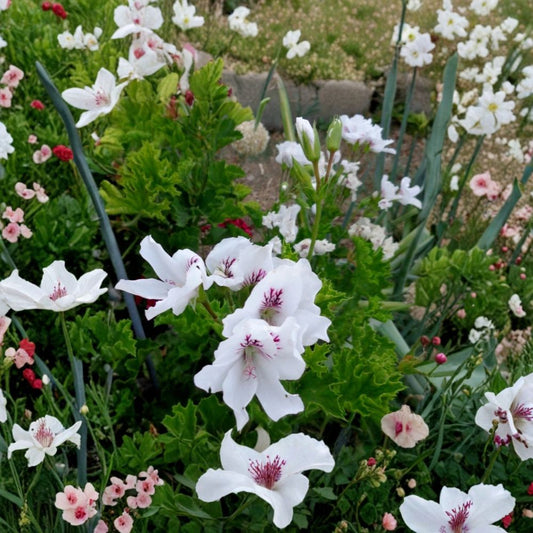 Regal Geranium Cuttings – 3 Pack 6 Inch Pelargonium | Purple Pink Orchid-Like Flowers | Easy Grow Flower Plant