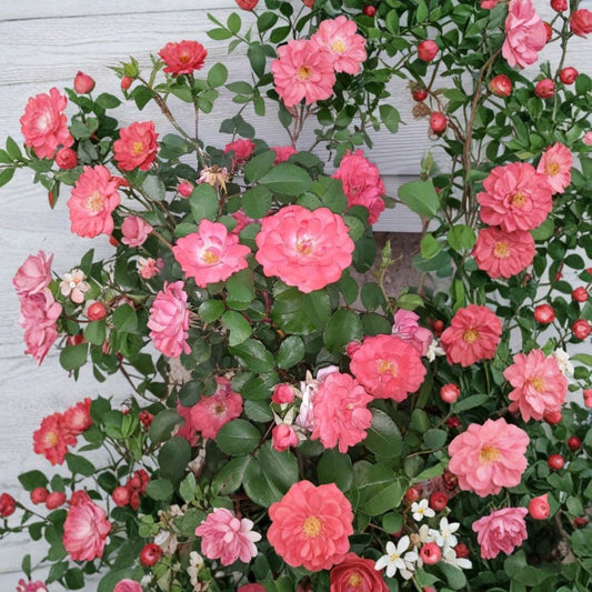 Coral Floribunda Rose Cuttings Set of 4 | Live Rose Cuttings | Vibrant Coral Flowering Plant | Garden Rose Starter | No Pot
