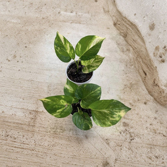 Giant Hawaiian Golden Pothos Cuttings – 2 Rooted Variegated Epipremnum | Large Leaf Tropical Vine | Easy Houseplant | Fast Growing Indoor Plant