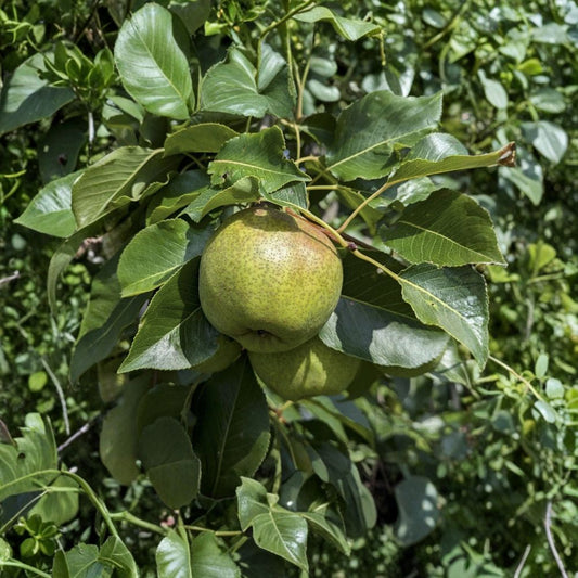 Turnbull Pear Scion – Hybrid Variety 6–10 Inch Dormant Wood | For Grafting | Fresh Cut  European × Asian Hybrid | Fire Blight Resistant | Home Orchard
