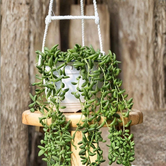 String of Bananas Cuttings – Senecio radicans Live Unrooted | Set of 5 | 4 Inch Hanging Succulent | Trailing Plant | Easy Care