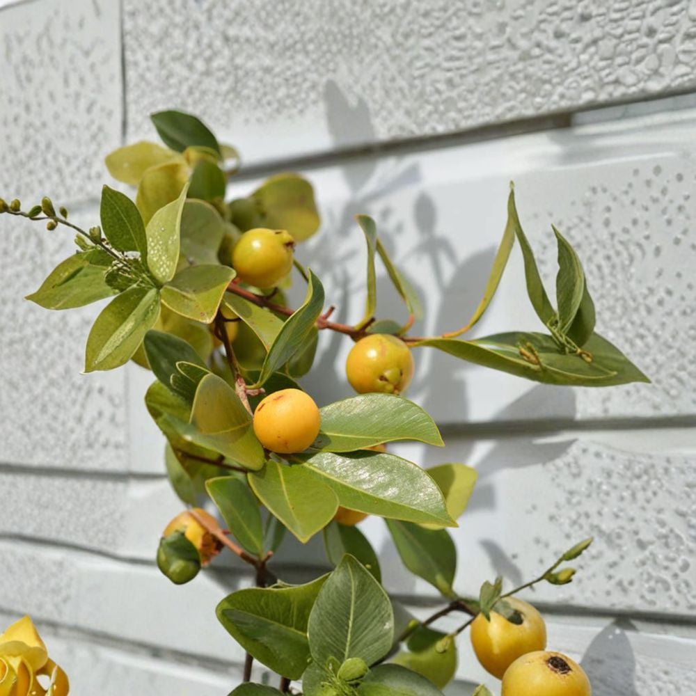 Lemon Strawberry Guava – Psidium cattleianum var. littorale Live Fruit Plant | 2–3 Feet Tall | Ships in 3 Gallon Pot  Cold Hardy Guava | Sweet-Tart Yellow Fruit | Container Friendly