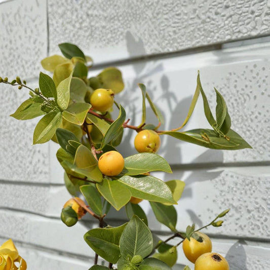 Lemon Strawberry Guava – Psidium cattleianum var. littorale Live Fruit Plant | 2–3 Feet Tall | Ships in 3 Gallon Pot  Cold Hardy Guava | Sweet-Tart Yellow Fruit | Container Friendly