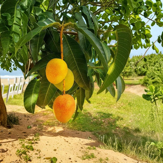 Alphonso Mango Tree – Mangifera indica Live Tropical Fruit Tree | 1 Foot Tall | Shipped in Pot  Premium Sweet Mango | Rich Tropical Flavor | Warm Climate Favorite