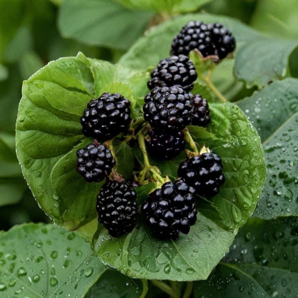 Osage Thornless Blackberry Plants – Set of 2 Live Berry Bushes | 1–2 Year Old Plants | Sweet High Yield Fruit | Garden Ready