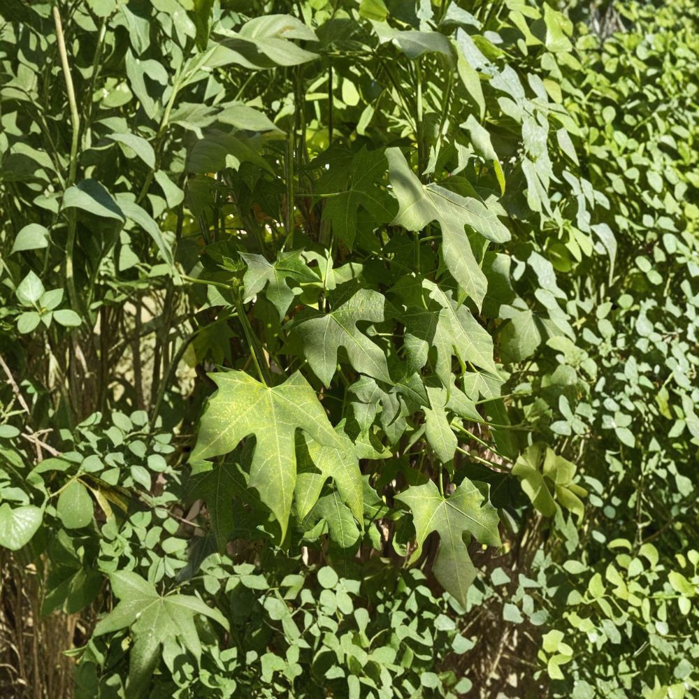 Chaya Cuttings – Cnidoscolus aconitifolius Live Cuttings | 5–8 Pack 10 Inch | Tree Spinach Superfood Plant | Tropical Edible Garden