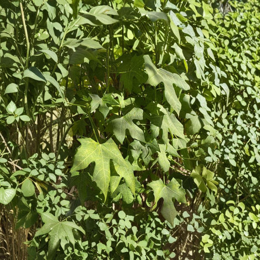 Chaya Cuttings – Cnidoscolus aconitifolius Live Cuttings | 5–8 Pack 10 Inch | Tree Spinach Superfood Plant | Tropical Edible Garden