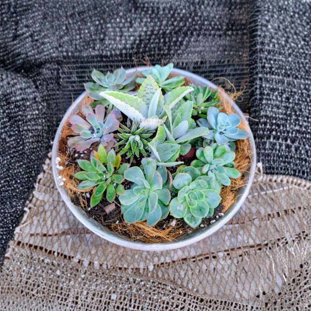 Succulent Bundle Set of 5 Rooted Plants | Grower’s Choice Mix Cactus Agave Aloe | Live Succulent Variety Pack | Indoor Outdoor Plants