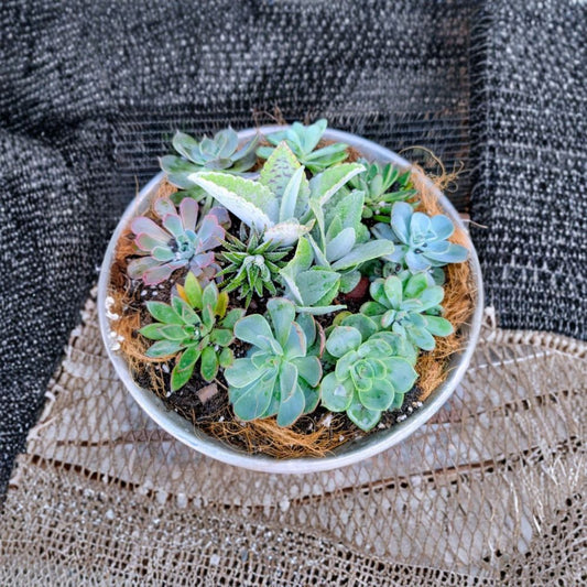 Succulent Bundle Set of 5 Rooted Plants | Grower’s Choice Mix Cactus Agave Aloe | Live Succulent Variety Pack | Indoor Outdoor Plants