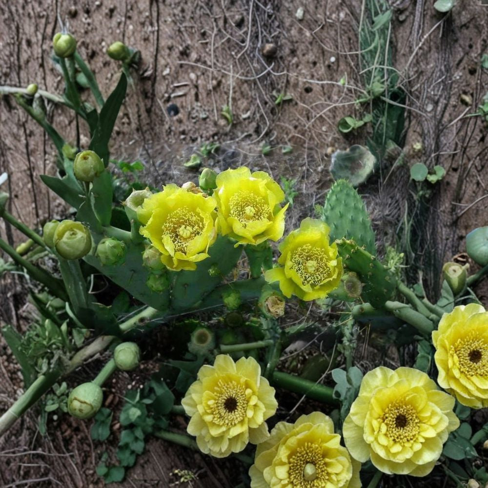 Opuntia dillenii – Sweet Prickly Pear 10 Seeds | Eltham Indian Fig | Edible Cactus  Tropical Prickly Pear | Red & Gold Blooms | Zone 9b–12