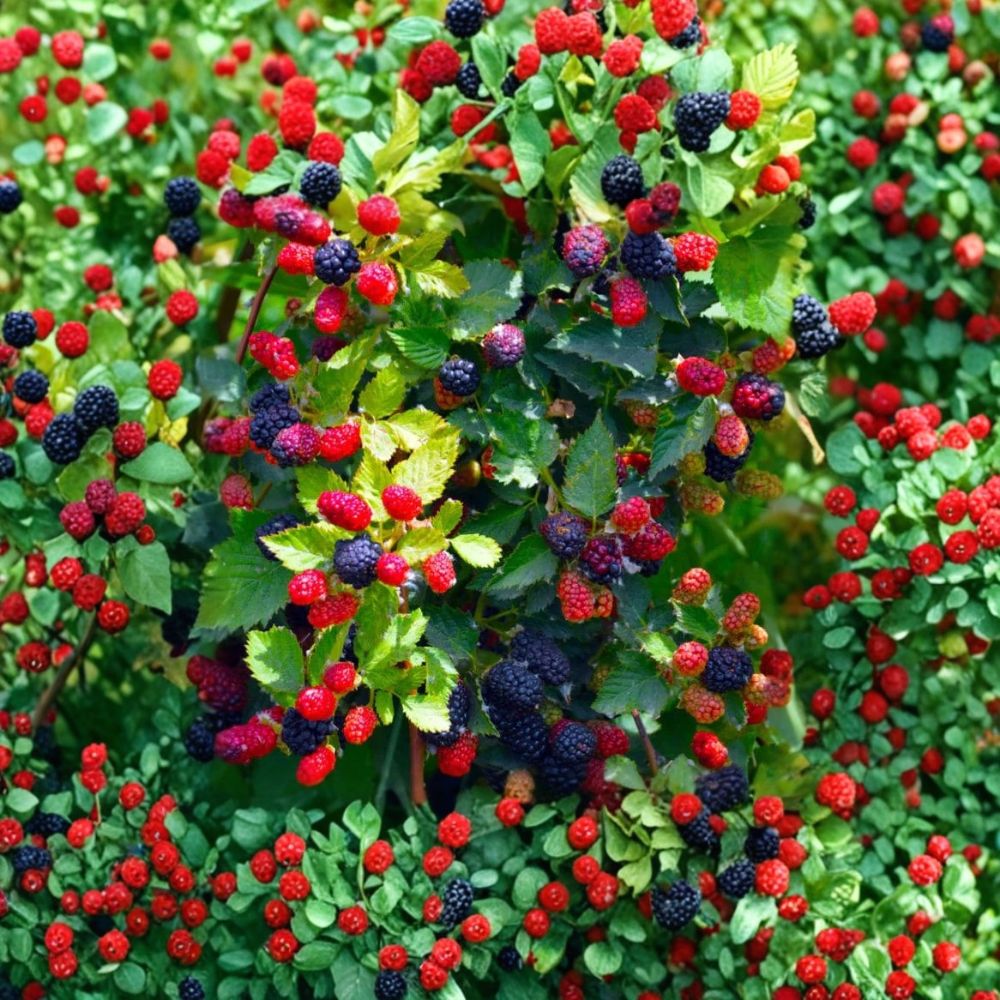 Apache Thornless Blackberry Plant – Rubus fruticosus Live Starter Plug | Bare Root Berry Plant | Sweet Fruit | Easy Garden Grow