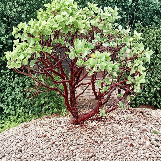 Dr. Hurd Manzanita – Arctostaphylos manzanita ‘Dr. Hurd’ Live Evergreen Shrub | 1–2 Feet Tall | Ships in 3 Gallon Pot  Red Bark | White Winter Blooms | California Native