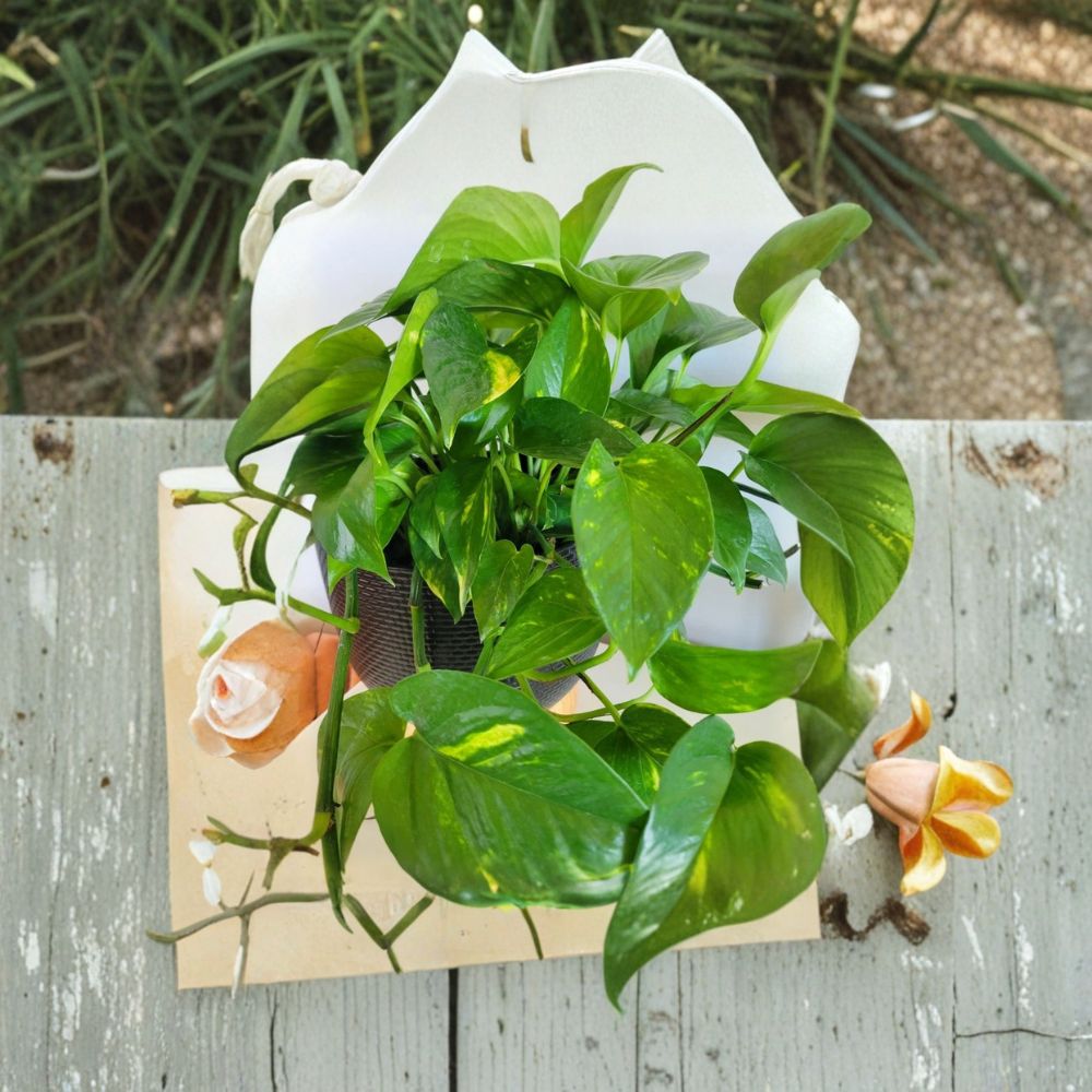 Hawaiian Pothos Cuttings – 3 Unrooted Epipremnum Aureum | Tropical Indoor Vine | Easy Propagation | Fast Growing Houseplant