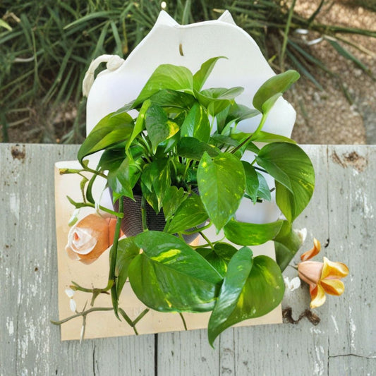 Hawaiian Pothos Cuttings – 3 Unrooted Epipremnum Aureum | Tropical Indoor Vine | Easy Propagation | Fast Growing Houseplant