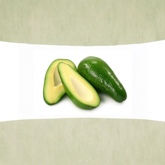 Fuerte Avocado Tree – Persea americana Live Grafted Tree | 1–2 Feet Tall | Shipped in 6 Inch Pot  Classic Avocado Variety | Smooth Rich Flavor | Backyard Orchard Favorite