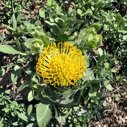 Leucospermum cordifolium ‘High Gold’ – Pincushion Protea Live Flowering Shrub | 1 Foot Tall | Ships in 1 Gallon Pot  Bright Yellow Blooms | Drought Tolerant | Exotic Garden Accent