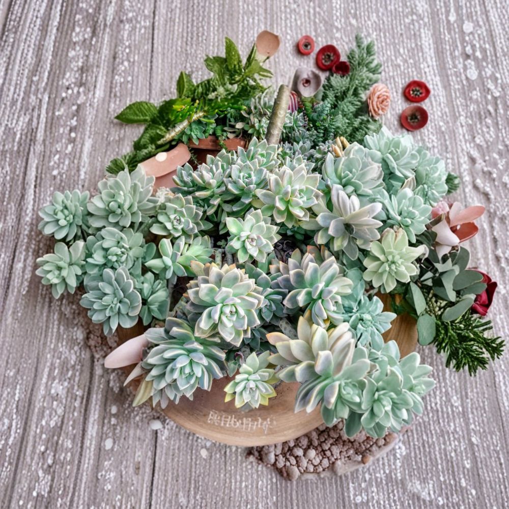 Succulent Cuttings Assortment – 6 Variety Pack + Bonus | Organic Fresh Cuttings | Mixed Succulent Collection | Easy Propagation Starter