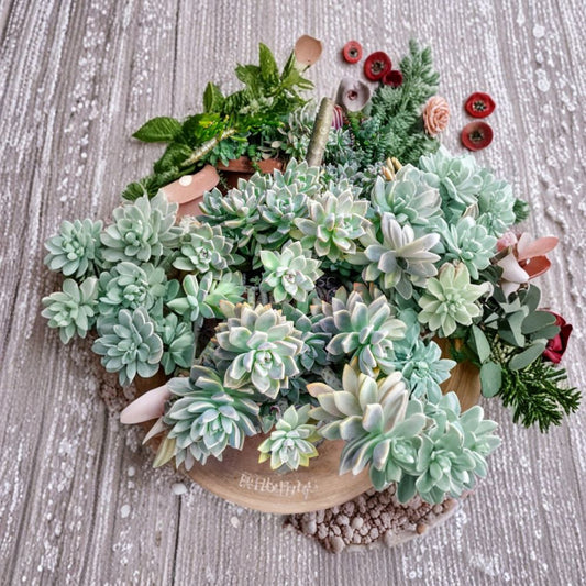 Succulent Cuttings Assortment – 6 Variety Pack + Bonus | Organic Fresh Cuttings | Mixed Succulent Collection | Easy Propagation Starter