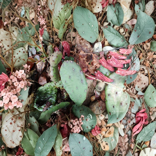 Sedum & Cactus Cuttings Bundle | 30 Creeping Sedum + 4 Prickly Pear Cactus | Ground Cover Succulent Mix | Hardy Perennial Plants | No Pot