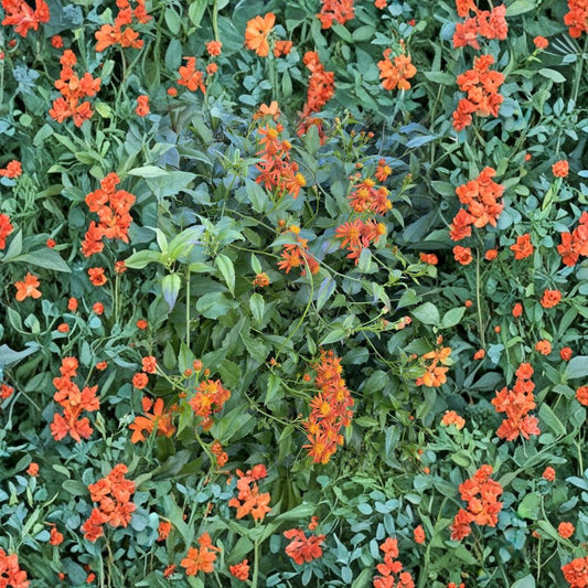 Mexican Flame Vine Cuttings – 15 Pack 5–7 Inch | Pseudogynoxys Chenopodioides | Fast Growing Butterfly Plant