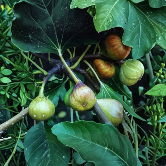 Yellow Long Neck Fig Cuttings – Ficus carica Live Unrooted | Set of 4 | 6 Inch Fig Scions | Sweet Honey Fig | Easy to Grow