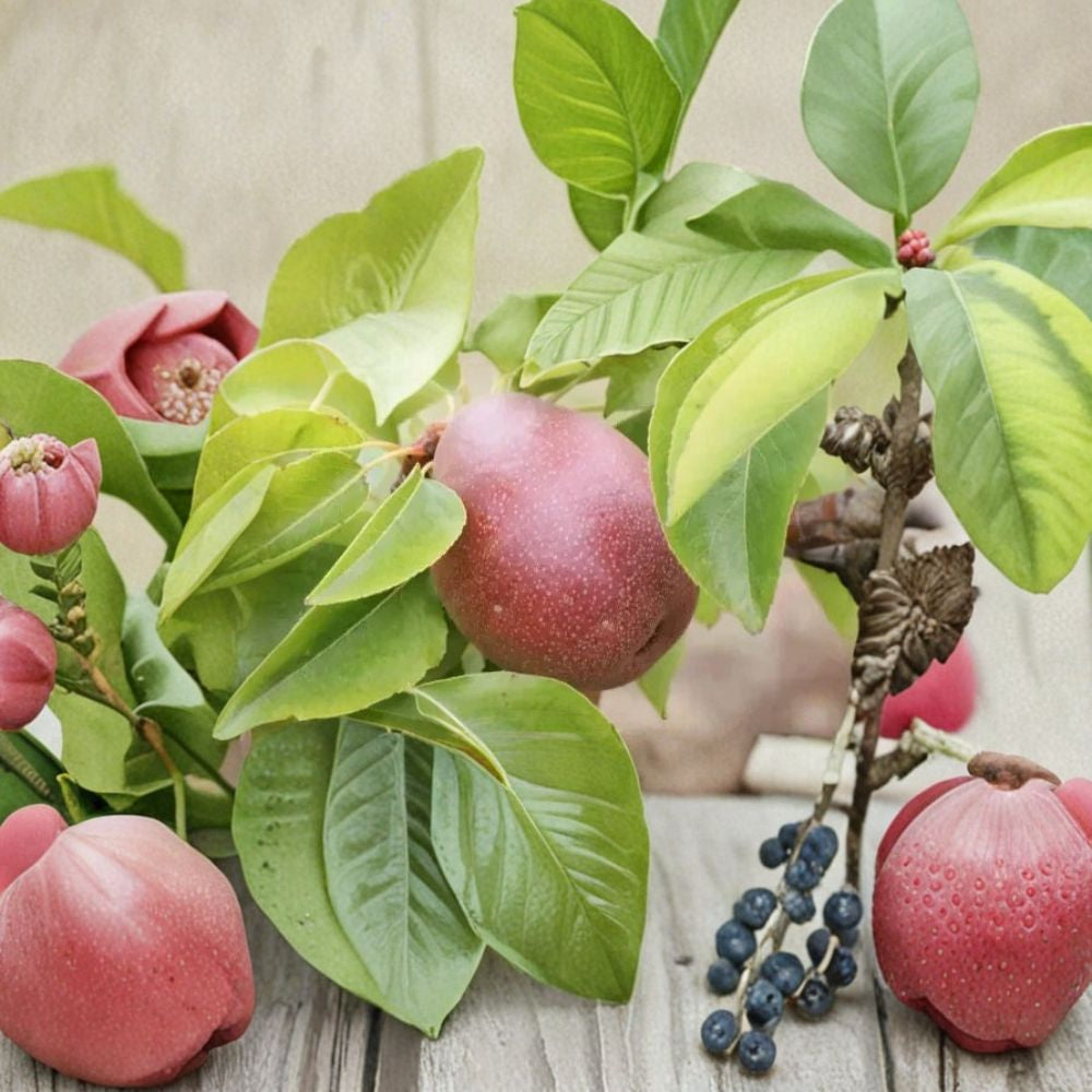 Seckel Pear – Heirloom Fruit Tree 25+ Seeds | USA Sourced | Sweet Dessert Pear  Grow Your Own Pear Tree | Backyard Orchard | Home Garden
