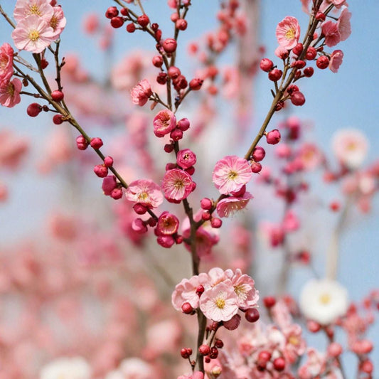 Prunus mume ‘Mokel’ – Japanese Flowering Apricot Live Flowering Fruit Tree | 4 Feet Tall | Shipped in 3 Gallon Pot  Early Pink Blooms | Ornamental & Edible Fruit | Late Winter Color