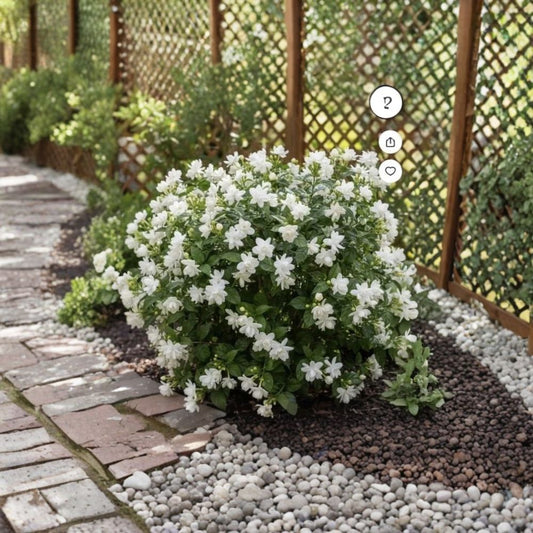Arabian Jasmine Plant – Jasminum sambac Rooted Starter | Extremely Fragrant Flowering Plant | Indoor & Outdoor Tropical Jasmine