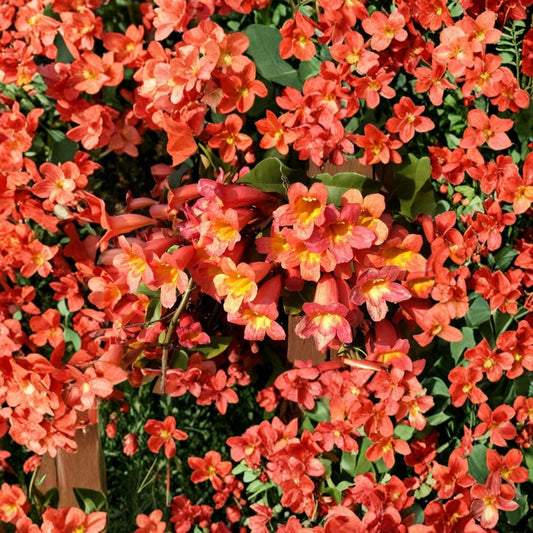 Tangerine Beauty Crossvine – Bignonia capreolata Live Plant | Rooted Starter in Pot | Hummingbird & Butterfly Vine