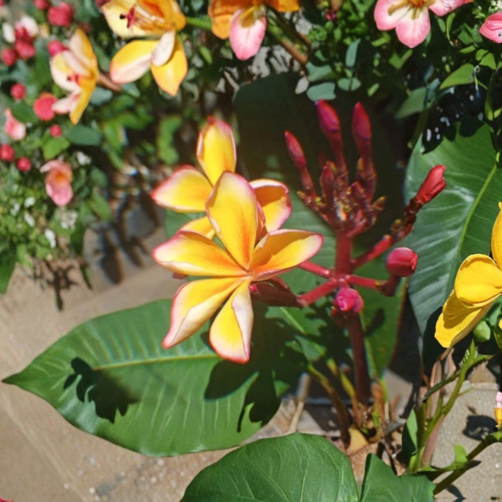 Golden Noi Plumeria Cutting – Mid-Cut Frangipani | Florida Grown Live Cutting | Exotic Yellow Fragrant Flowers | Rare Tropical Plant