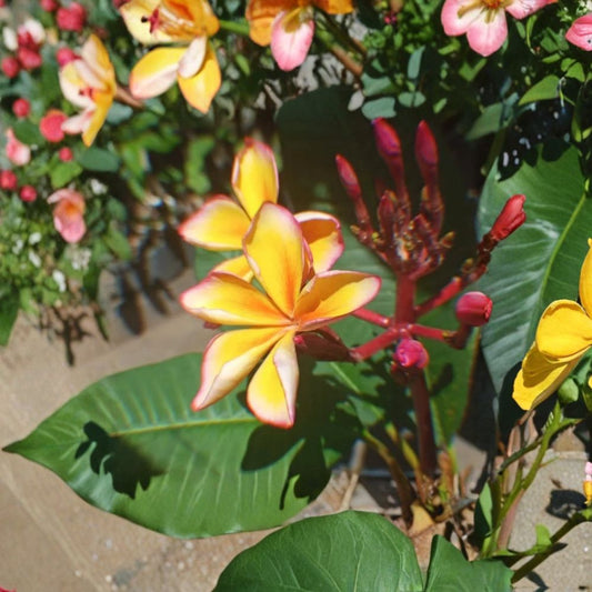 Golden Noi Plumeria Cutting – Mid-Cut Frangipani | Florida Grown Live Cutting | Exotic Yellow Fragrant Flowers | Rare Tropical Plant