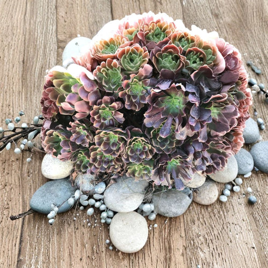 Aeonium Succulent Cuttings – 3 Live Unrooted Rosettes | 4–5 Inch Large Cuttings | Colorful Succulent | Easy to Grow