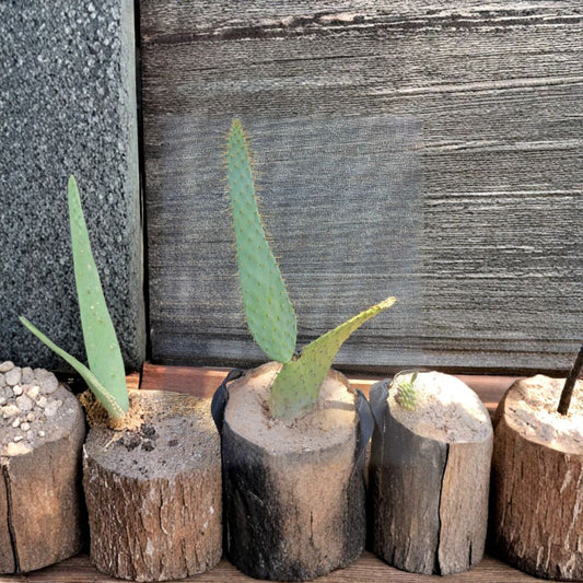 Prickly Pear Cactus – Opuntia spp. 1 Live Pad Cutting | 6–10 Inches | Ready to Root  Desert Succulent | Low Maintenance Plant | Indoor or Outdoor
